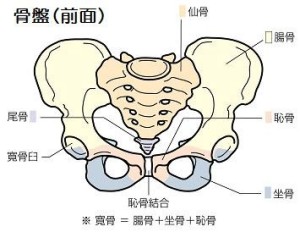 骨盤　図