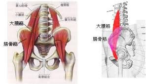 腸腰筋　図